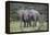 African Elephants 171-Bob Langrish-Framed Premier Image Canvas