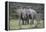 African Elephants 171-Bob Langrish-Framed Premier Image Canvas