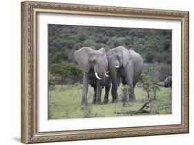African Elephants 171-Bob Langrish-Framed Photographic Print