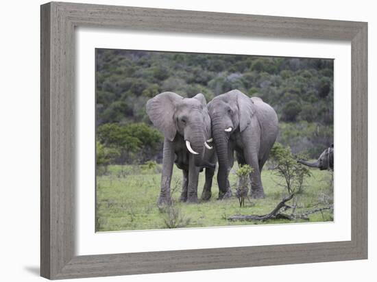 African Elephants 171-Bob Langrish-Framed Photographic Print