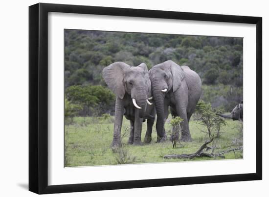 African Elephants 171-Bob Langrish-Framed Photographic Print