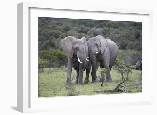 African Elephants 171-Bob Langrish-Framed Photographic Print