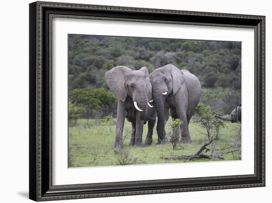 African Elephants 171-Bob Langrish-Framed Photographic Print