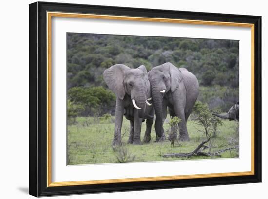 African Elephants 171-Bob Langrish-Framed Photographic Print