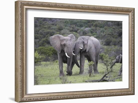 African Elephants 172-Bob Langrish-Framed Photographic Print