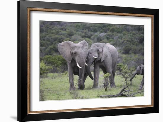 African Elephants 172-Bob Langrish-Framed Photographic Print