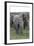 African Elephants 176-Bob Langrish-Framed Photographic Print