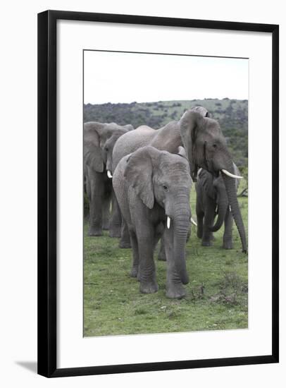 African Elephants 176-Bob Langrish-Framed Photographic Print