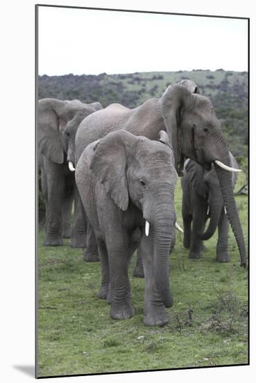 African Elephants 176-Bob Langrish-Mounted Photographic Print