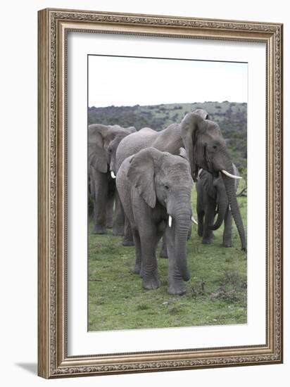 African Elephants 176-Bob Langrish-Framed Photographic Print