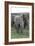 African Elephants 176-Bob Langrish-Framed Photographic Print