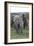 African Elephants 176-Bob Langrish-Framed Photographic Print