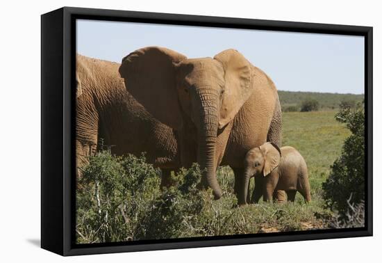 African Elephants 182-Bob Langrish-Framed Premier Image Canvas