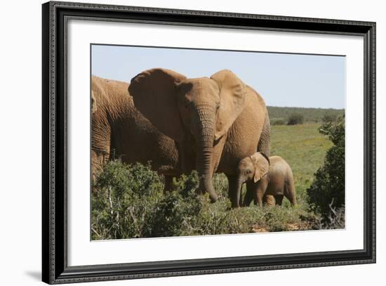 African Elephants 182-Bob Langrish-Framed Photographic Print