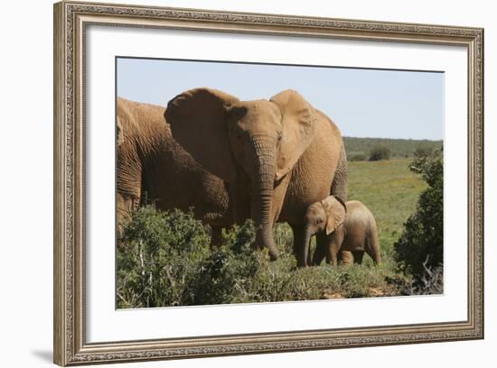 African Elephants 182-Bob Langrish-Framed Photographic Print