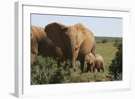 African Elephants 182-Bob Langrish-Framed Photographic Print