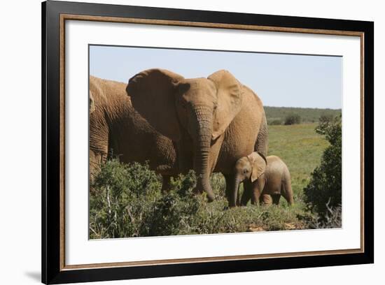 African Elephants 182-Bob Langrish-Framed Photographic Print