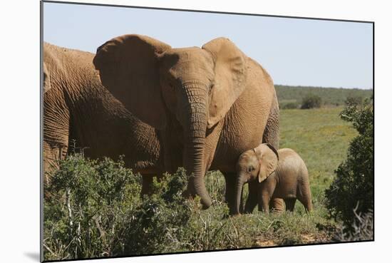 African Elephants 182-Bob Langrish-Mounted Photographic Print