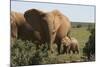 African Elephants 182-Bob Langrish-Mounted Photographic Print
