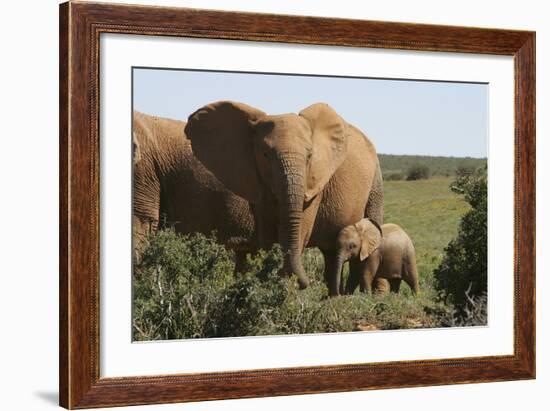 African Elephants 182-Bob Langrish-Framed Photographic Print