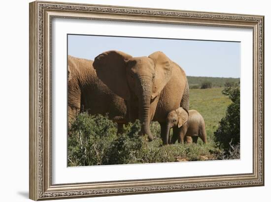 African Elephants 182-Bob Langrish-Framed Photographic Print