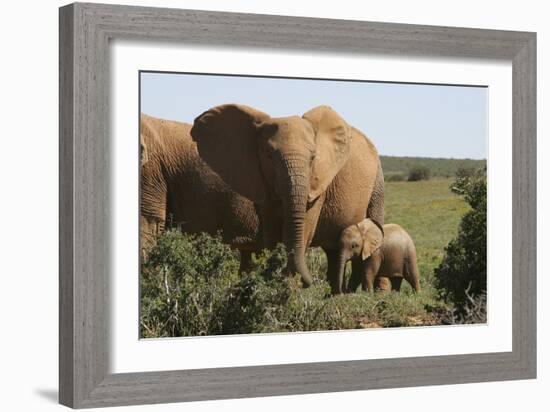 African Elephants 182-Bob Langrish-Framed Photographic Print