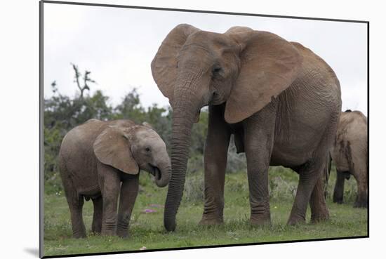African Elephants 187-Bob Langrish-Mounted Photographic Print