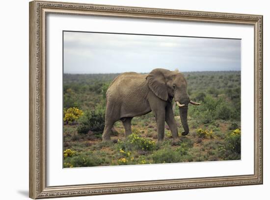 African Elephants 197-Bob Langrish-Framed Photographic Print