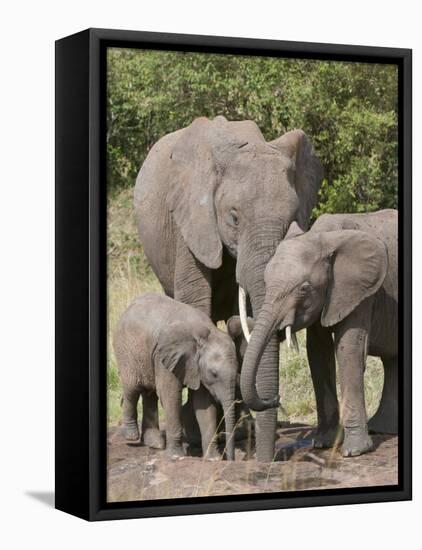 African Elephants and Baby (Loxodonta Africana), Masai Mara National Reserve, Kenya-Sergio Pitamitz-Framed Premier Image Canvas