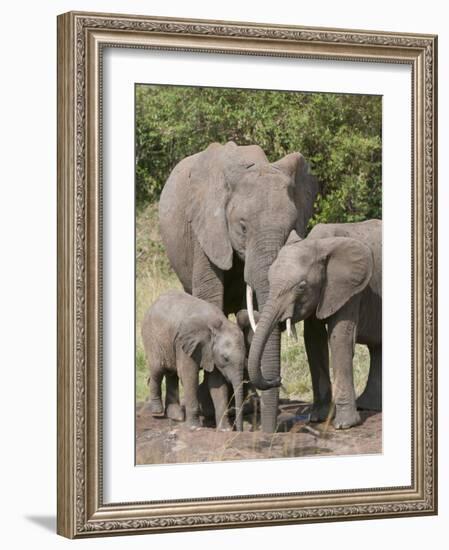 African Elephants and Baby (Loxodonta Africana), Masai Mara National Reserve, Kenya-Sergio Pitamitz-Framed Photographic Print