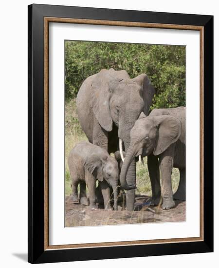 African Elephants and Baby (Loxodonta Africana), Masai Mara National Reserve, Kenya-Sergio Pitamitz-Framed Photographic Print