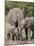 African Elephants and Baby (Loxodonta Africana), Masai Mara National Reserve, Kenya-Sergio Pitamitz-Mounted Photographic Print