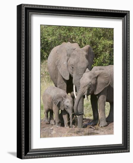 African Elephants and Baby (Loxodonta Africana), Masai Mara National Reserve, Kenya-Sergio Pitamitz-Framed Photographic Print