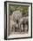 African Elephants and Baby (Loxodonta Africana), Masai Mara National Reserve, Kenya-Sergio Pitamitz-Framed Photographic Print