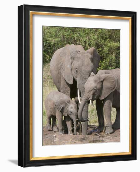African Elephants and Baby (Loxodonta Africana), Masai Mara National Reserve, Kenya-Sergio Pitamitz-Framed Photographic Print