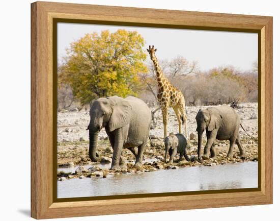 African Elephants and Giraffe at Watering Hole, Namibia-Joe Restuccia III-Framed Premier Image Canvas