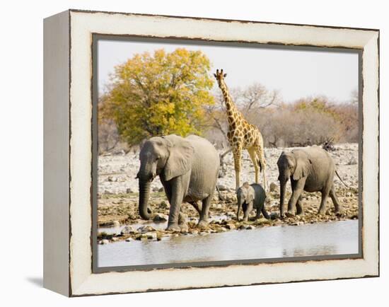 African Elephants and Giraffe at Watering Hole, Namibia-Joe Restuccia III-Framed Premier Image Canvas