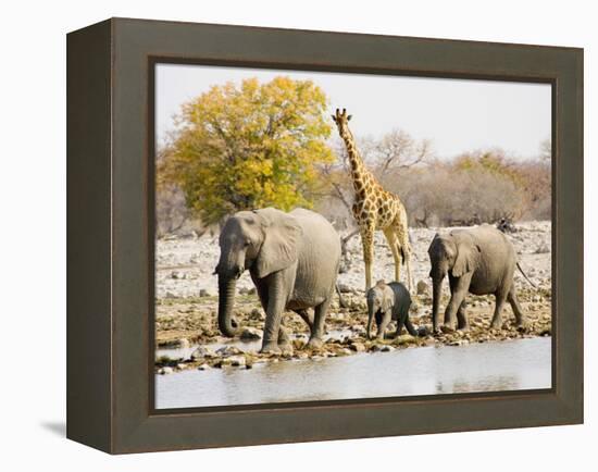 African Elephants and Giraffe at Watering Hole, Namibia-Joe Restuccia III-Framed Premier Image Canvas