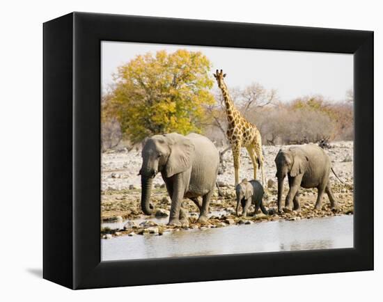 African Elephants and Giraffe at Watering Hole, Namibia-Joe Restuccia III-Framed Premier Image Canvas