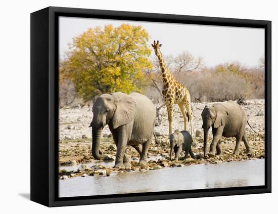 African Elephants and Giraffe at Watering Hole, Namibia-Joe Restuccia III-Framed Premier Image Canvas