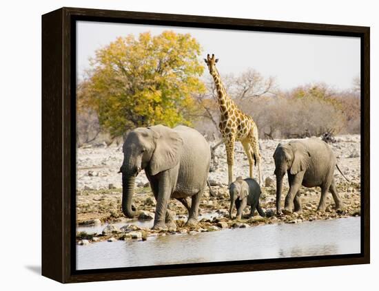 African Elephants and Giraffe at Watering Hole, Namibia-Joe Restuccia III-Framed Premier Image Canvas