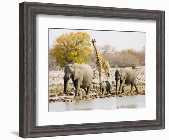 African Elephants and Giraffe at Watering Hole, Namibia-Joe Restuccia III-Framed Photographic Print