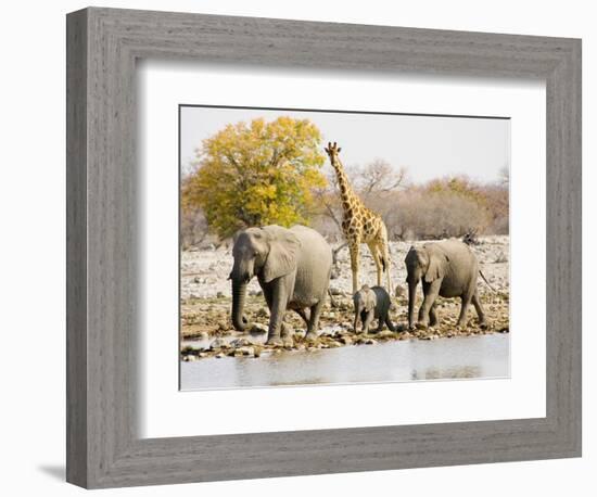 African Elephants and Giraffe at Watering Hole, Namibia-Joe Restuccia III-Framed Photographic Print