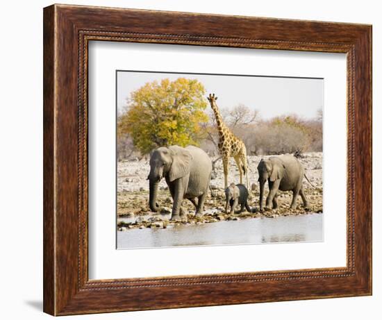 African Elephants and Giraffe at Watering Hole, Namibia-Joe Restuccia III-Framed Photographic Print