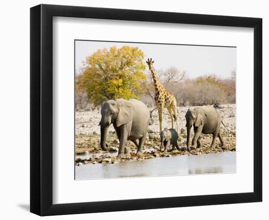 African Elephants and Giraffe at Watering Hole, Namibia-Joe Restuccia III-Framed Photographic Print