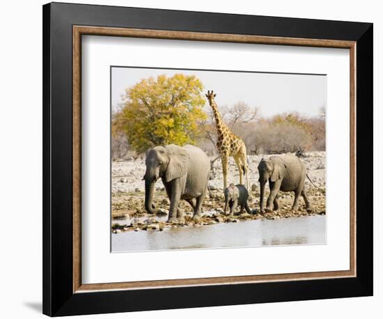 African Elephants and Giraffe at Watering Hole, Namibia-Joe Restuccia III-Framed Photographic Print