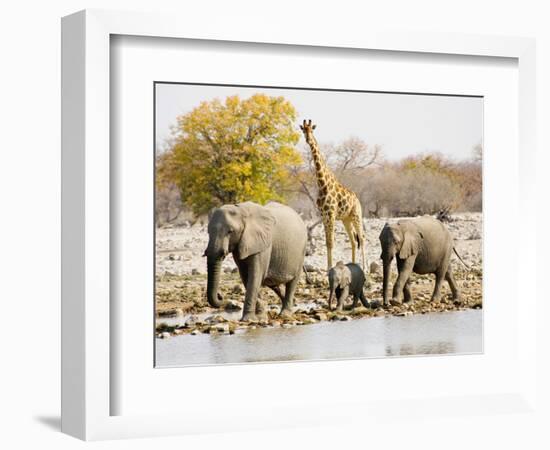 African Elephants and Giraffe at Watering Hole, Namibia-Joe Restuccia III-Framed Photographic Print