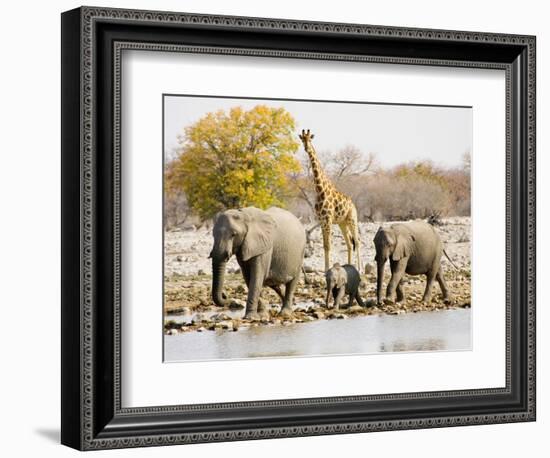 African Elephants and Giraffe at Watering Hole, Namibia-Joe Restuccia III-Framed Photographic Print