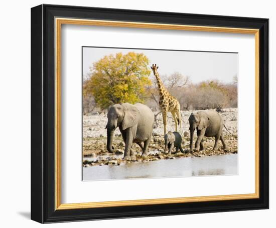 African Elephants and Giraffe at Watering Hole, Namibia-Joe Restuccia III-Framed Photographic Print