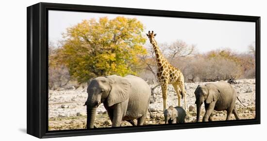 African Elephants and Giraffe at Watering Hole, Namibia-Joe Restuccia III-Framed Premier Image Canvas